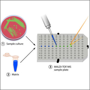 Mass Spectrometry (MALDI-TOF-MS)