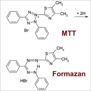 MTT Assay