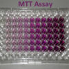 MTT Assay