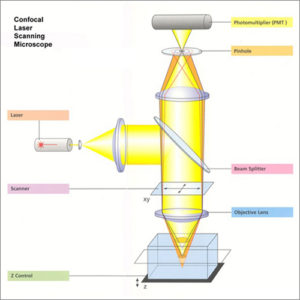 Confocal Laser Scanning Microscope